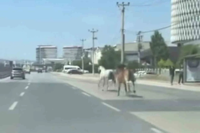 Bursa’da başıboş atlar trafiği tehlikeye attı

