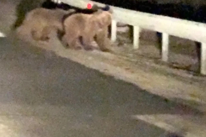 Gece sürprizi: İki ayı yavrusu kamerada
