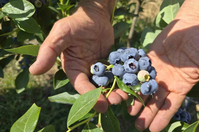 Yüzlerce ton üretim yapan çiftçi soğuk hava deposu istiyor
